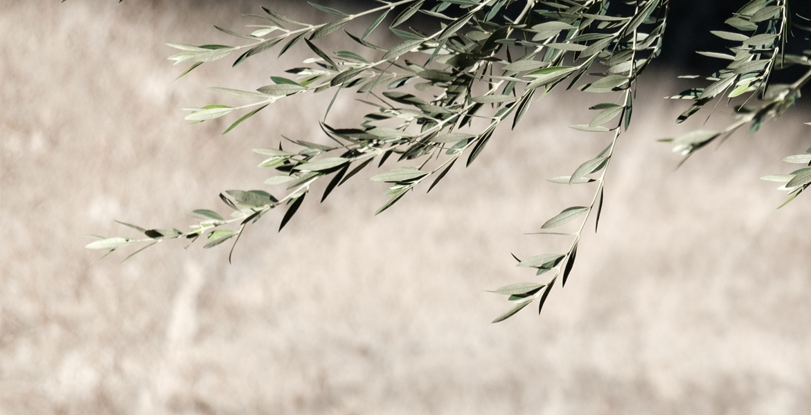 Squalene, ingredient spotlight
