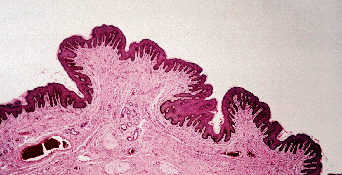 microbioma de la piel