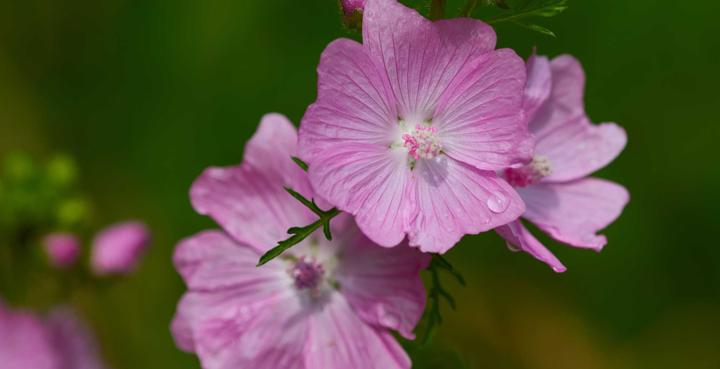 mallow in skincare