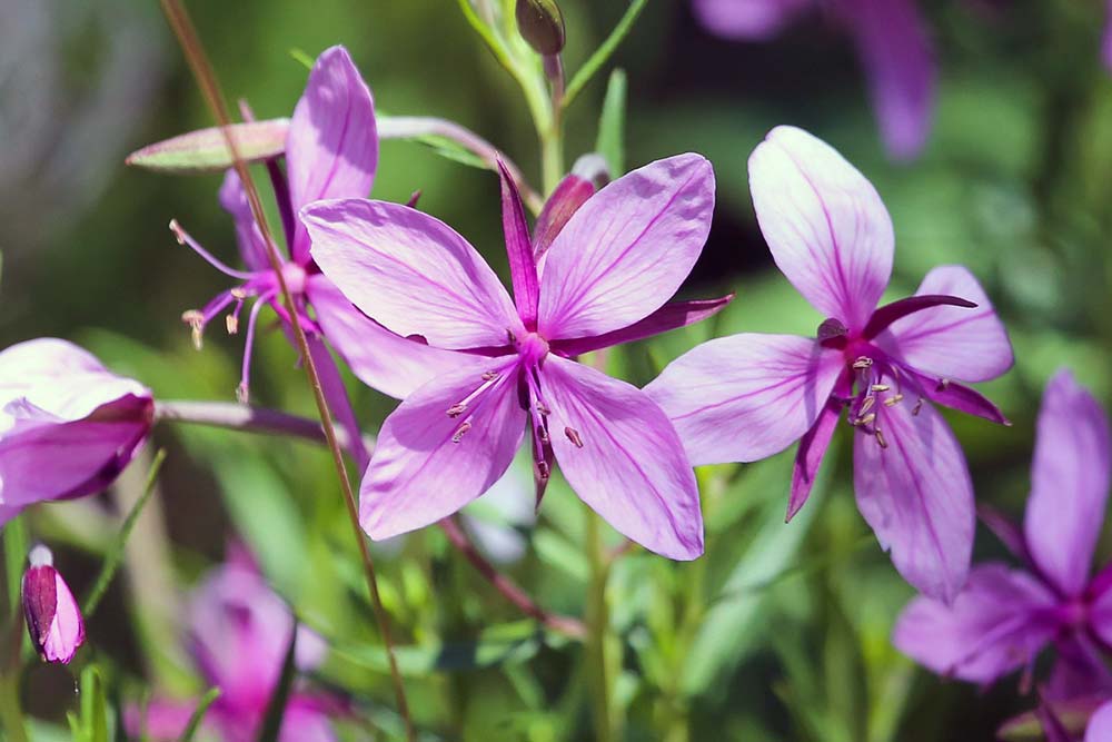 epilobium fleischeri acne treatment