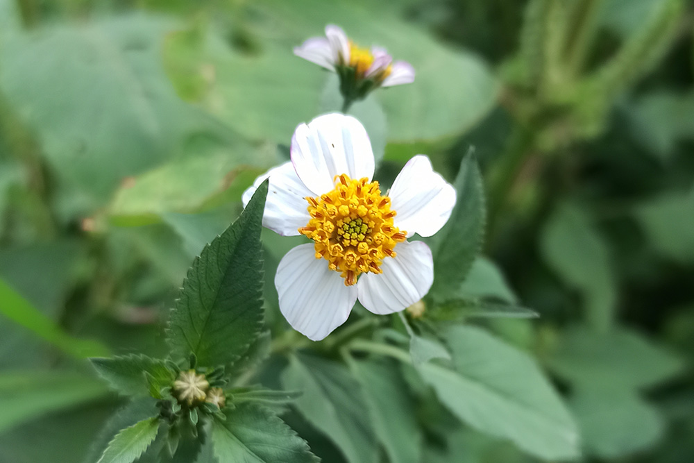Beauty Trends for 2025 Bidens Pilosa
