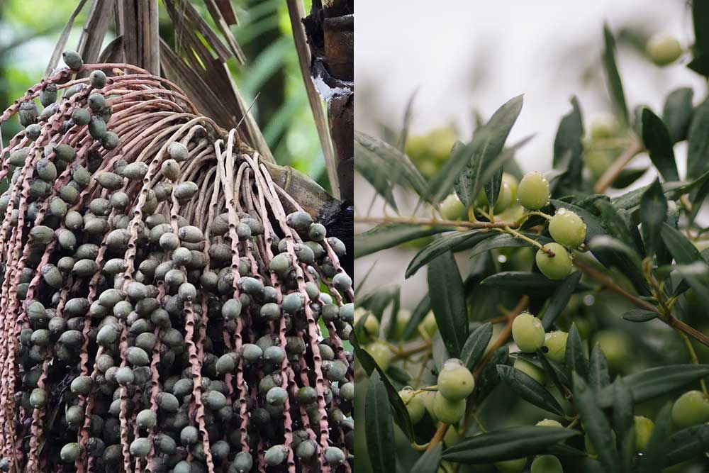 pataua oil vs olive oil