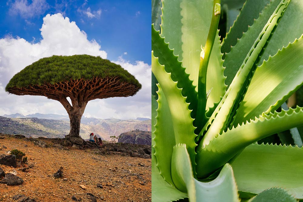 dragon's blood vs aloe vera
