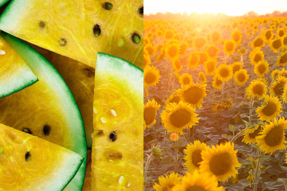 kalahari melon vs sunflower oil