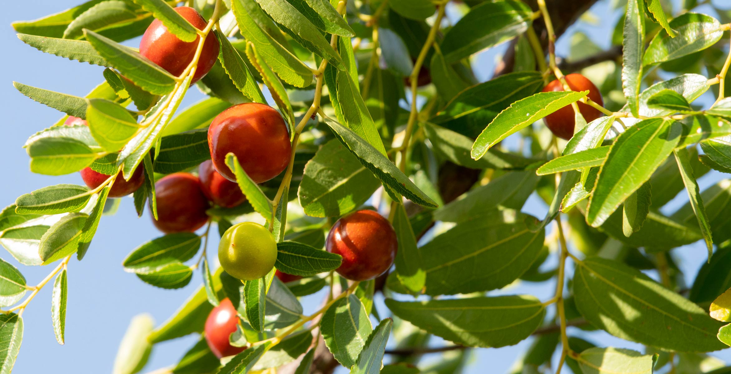 jojoba esters best ingredient for dry skin