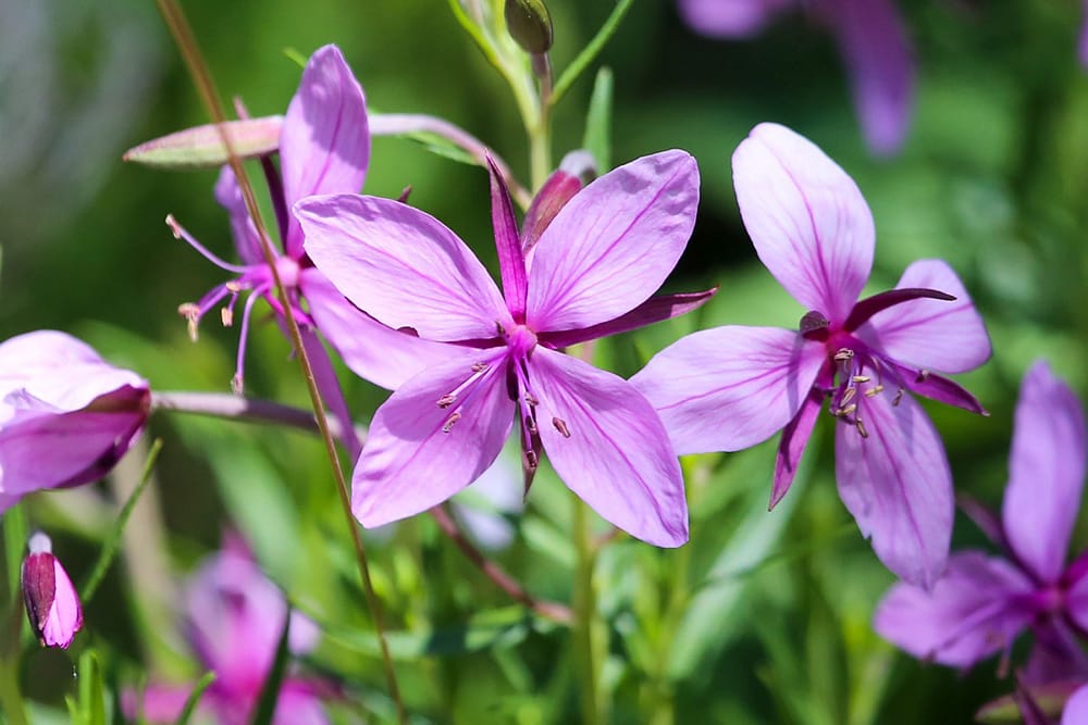 epilobium skin longevity