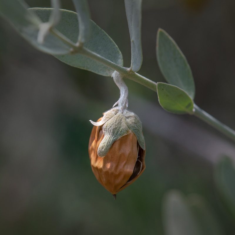 hydrolysed-jojoba-esters best hair treatment for dry hair